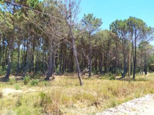 nuevo lote terrenos en barra do chuí (Barra Brasilera)